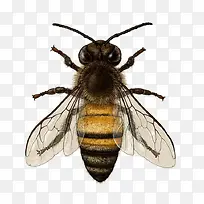 蜜蜂-空若网 蜜蜂-空若网