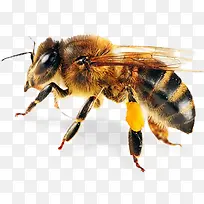 黄色蜜蜂-空若网 黄色蜜蜂-空若网