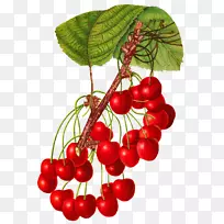 Ó£ÌÒË®¹û²©¿ÍÃÀʳ¼ôÌù»-Ó£ÌÒ-¿ÕÈôÍø Ó£ÌÒË®¹û²©¿ÍÃÀʳ¼ôÌù»-Ó£ÌÒ-¿ÕÈôÍø