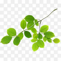 青绿色的树叶-空若网 青绿色的树叶-空若网