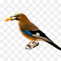 棕色鸟类衔着食物-空若网 棕色鸟类衔着食物-空若网