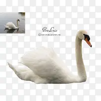 鸟-空若网 鸟-空若网