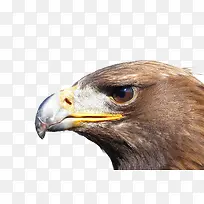 免抠阿德勒鸟-空若网 免抠阿德勒鸟-空若网