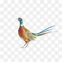 ˮ�� ��ֲ��-������