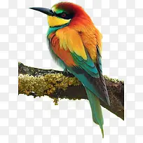 彩色小鸟图案-空若网 彩色小鸟图案-空若网