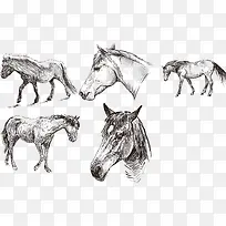 素描马头骑马-空若网 素描马头骑马-空若网