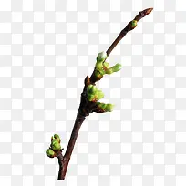 花枝-空若网 花枝-空若网