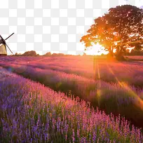 Ψ��Ϧ��޹�²�ׯ԰�زı���-������