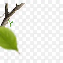 树枝丫图-空若网 树枝丫图-空若网