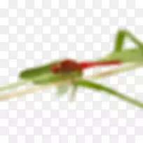 �����������ӰҶֲ�ﾥ-��Ӭ-������