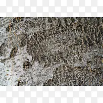 Ê÷Æ¤ÎÆÀí±³¾°-¿ÕÈôÍø Ê÷Æ¤ÎÆÀí±³¾°-¿ÕÈôÍø