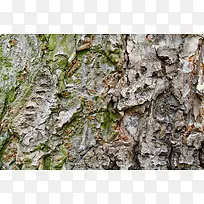 Çà̦Ê÷Ƥ±³¾°-¿ÕÈôÍø Çà̦Ê÷Ƥ±³¾°-¿ÕÈôÍø