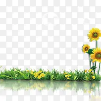 小草 花卉-空若网 小草 花卉-空若网