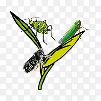 植物虫子-空若网 植物虫子-空若网