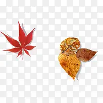 高清摄影红色枫树枫叶-空若网 高清摄影红色枫树枫叶-空若网