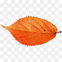 橘红色创意高清摄影枫叶-空若网 橘红色创意高清摄影枫叶-空若网