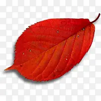 红色创意摄影高清枫叶-空若网 红色创意摄影高清枫叶-空若网