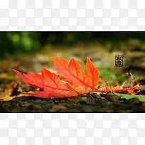 秋意枫叶落叶唯美摄影图-空若网 秋意枫叶落叶唯美摄影图-空若网