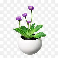 植物-空若网 植物-空若网