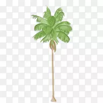 槟榔科树洛杉矶槟榔棕榈树-空若网 槟榔科树洛杉矶槟榔棕榈树-空若网