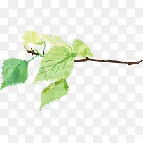 Ö²Îï-¿ÕÈôÍø Ö²Îï-¿ÕÈôÍø