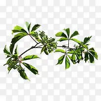 花卉-空若网 花卉-空若网