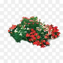 花草-空若网 花草-空若网