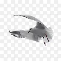 一只白鸽-空若网 一只白鸽-空若网