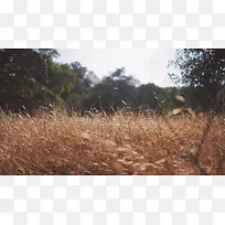 绿树和干枯的草地-空若网 绿树和干枯的草地-空若网