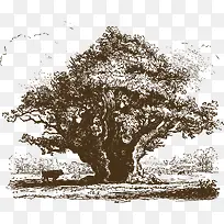 年长的洋槐树-空若网 年长的洋槐树-空若网