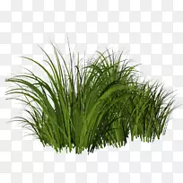 牛膝草剪贴画-卡通草-空若网 牛膝草剪贴画-卡通草-空若网