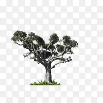 榔榆树绿色大树春天树-空若网 榔榆树绿色大树春天树-空若网