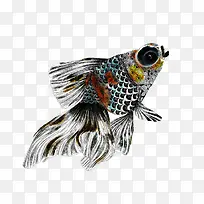 手绘插画瞎眼鱼-空若网 手绘插画瞎眼鱼-空若网