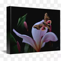 ����ֲ�����滨�괫����-������