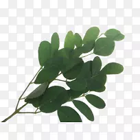 Ò¶±úÊ÷-¿ÕÈôÍø Ò¶±úÊ÷-¿ÕÈôÍø