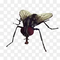 恶心的苍蝇-空若网 恶心的苍蝇-空若网