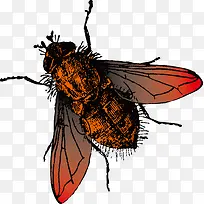 苍蝇png矢量素材-空若网 苍蝇png矢量素材-空若网