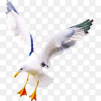 ��ͨ����ͼƬ����ز� ��Ÿ-������