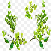 �������֦-������