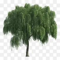 绿色杨柳树-空若网 绿色杨柳树-空若网