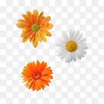 ��ɫ��ɫ�ջ�-������