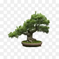 盆景-空若网 盆景-空若网