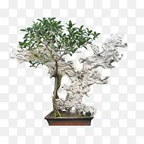 绿植盆景-空若网 绿植盆景-空若网