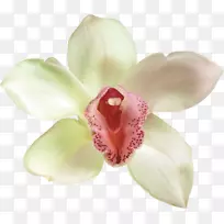 飞蛾兰花剪艺术兰花-空若网 飞蛾兰花剪艺术兰花-空若网