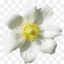 花花瓣壁纸-空若网 花花瓣壁纸-空若网