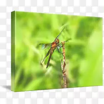 蜻蜓无脊椎动物蕨类植物节肢动物-龙蝇-空若网 蜻蜓无脊椎动物蕨类植物节肢动物-龙蝇-空若网