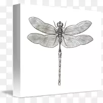 昆虫意象蝴蝶艺术黑白龙飞-空若网 昆虫意象蝴蝶艺术黑白龙飞-空若网