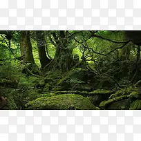 长满青苔的远古大树-空若网 长满青苔的远古大树-空若网