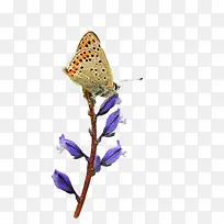 远志属于植物-空若网 远志属于植物-空若网