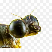 特写镜头蜻蜓-空若网 特写镜头蜻蜓-空若网